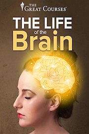 Life of the Brain