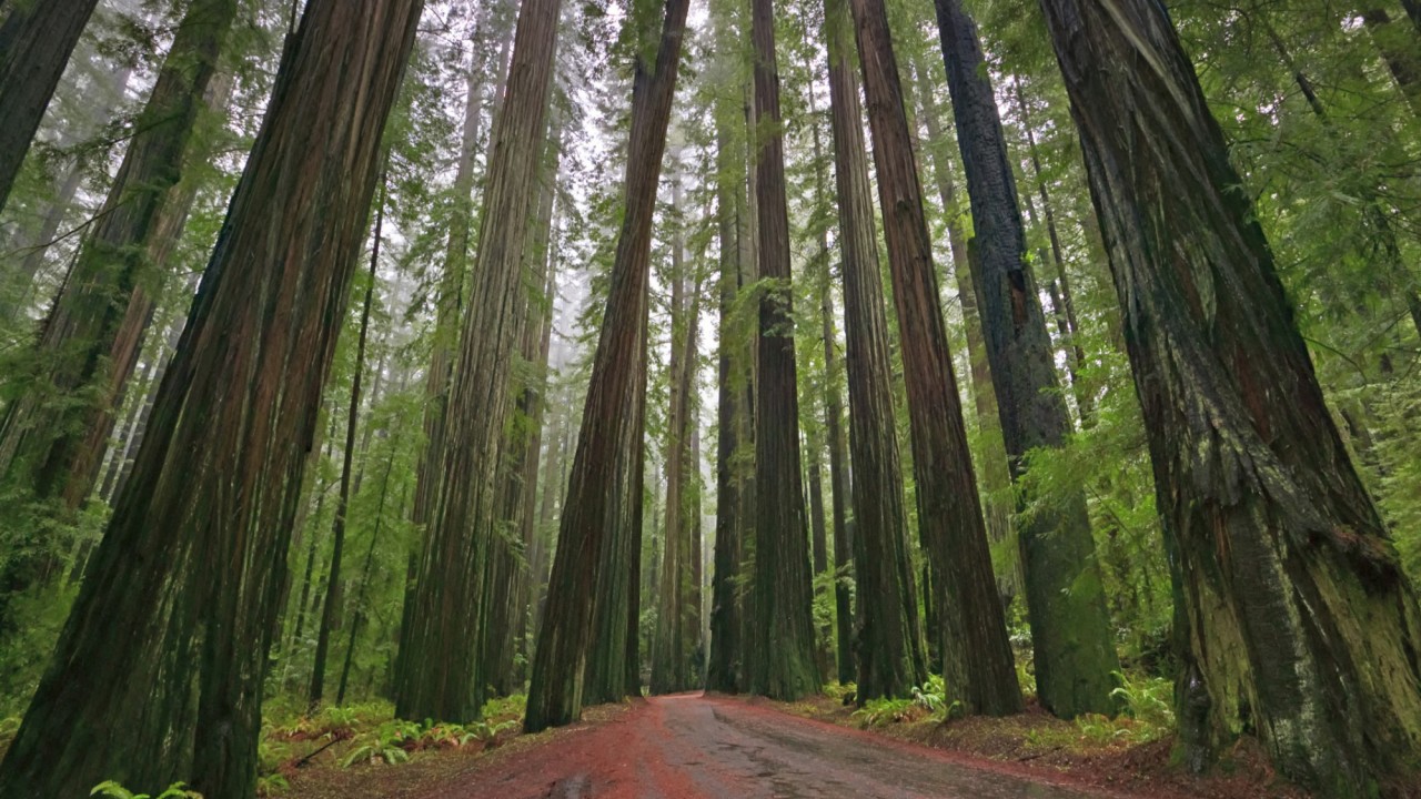 Living Landscapes California Redwoods