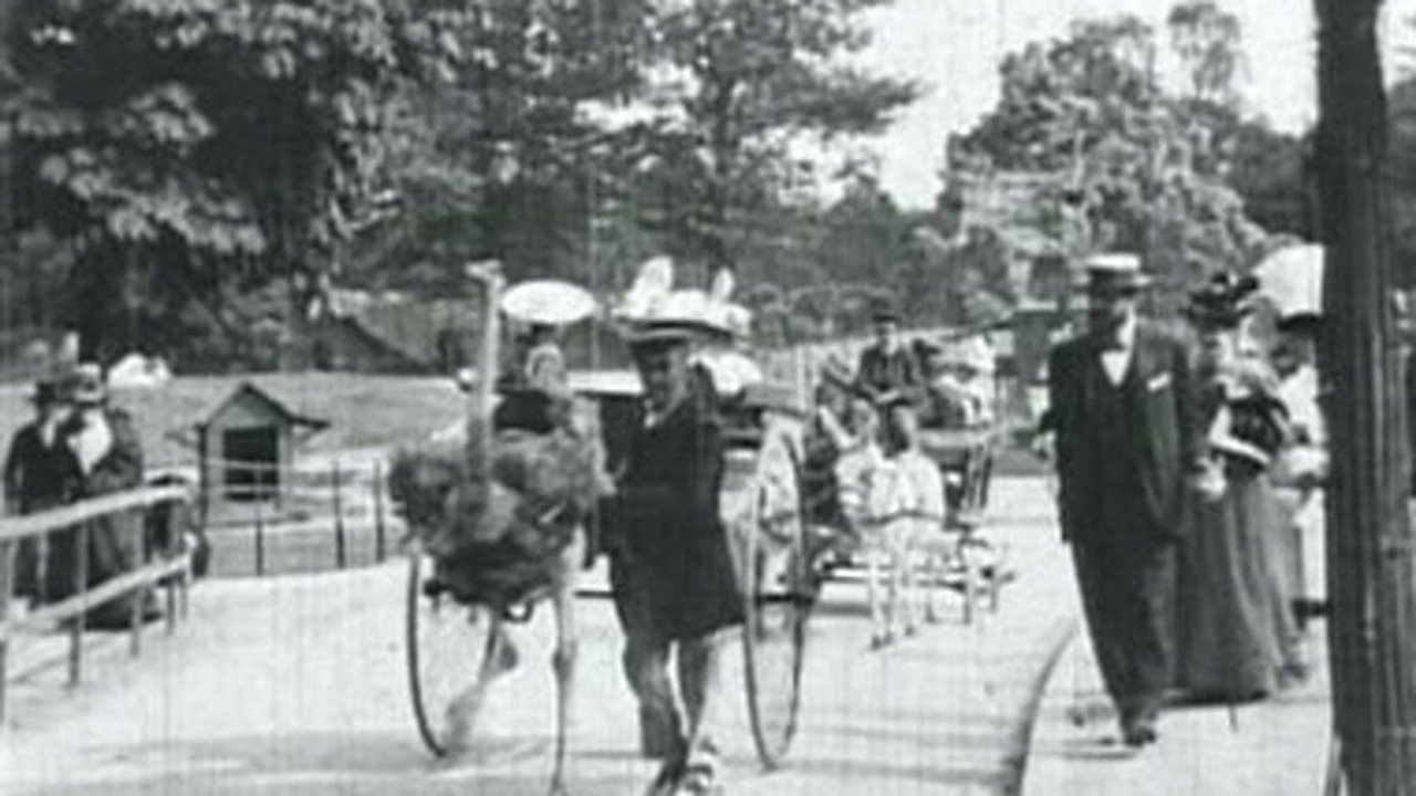 Promenade of Ostriches