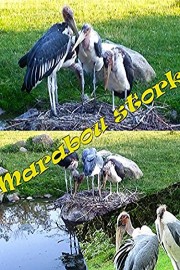 Marabou stork