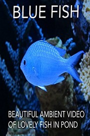 Blue Fish Beautiful Ambient Video of Lovely Fish in Pond