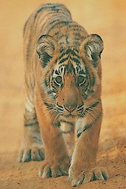 Broken Tail's Last Journey