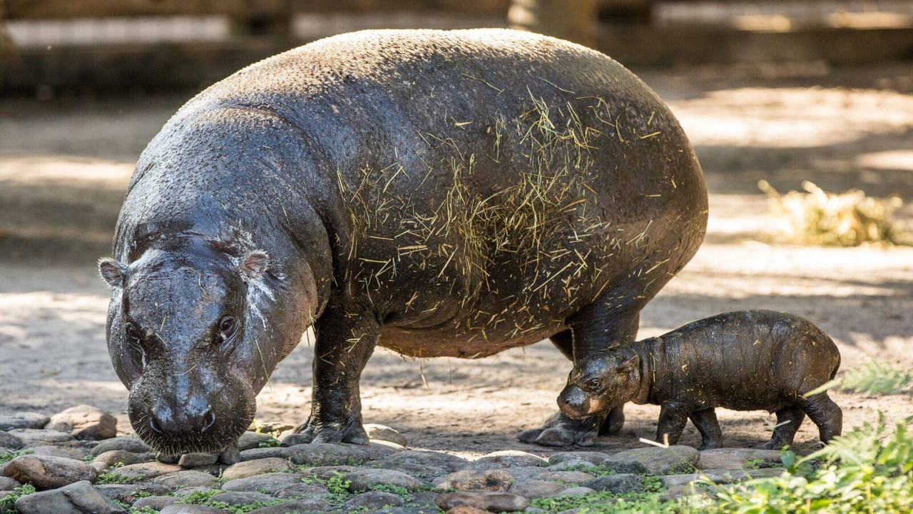 The Elusive Pigmy Hippopotamus