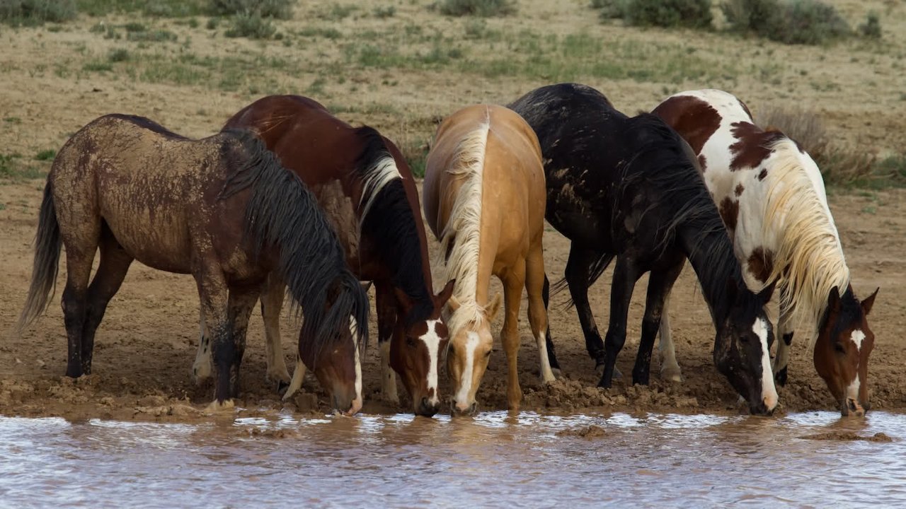 The Wild Horse Redemption