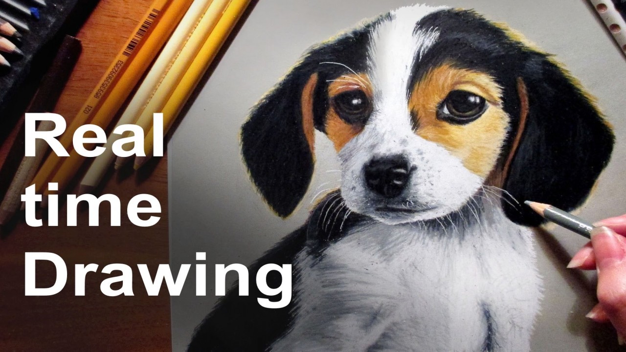 Real Time Drawing: Beagle Puppy