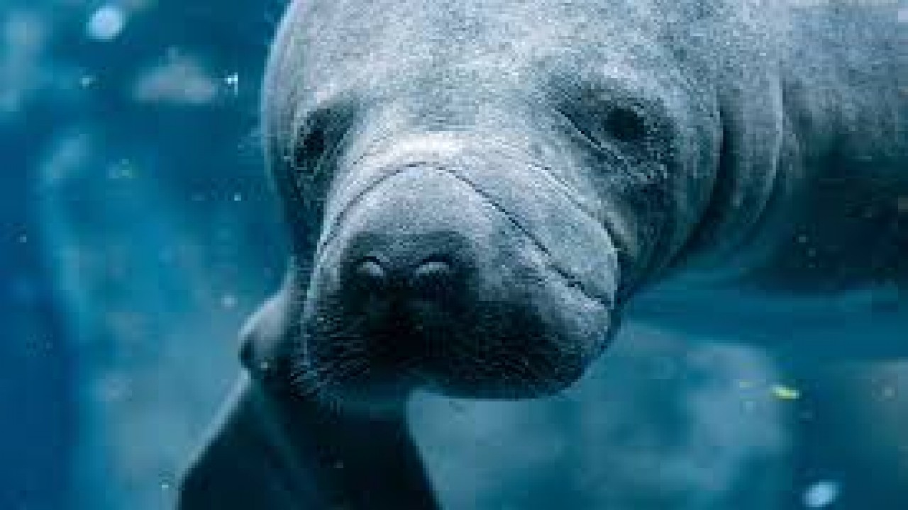 Fabulous Animals: Myths & Legends - Mermaids and Sirens - The Sea Cow