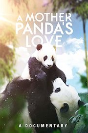 A Mother Panda's Love