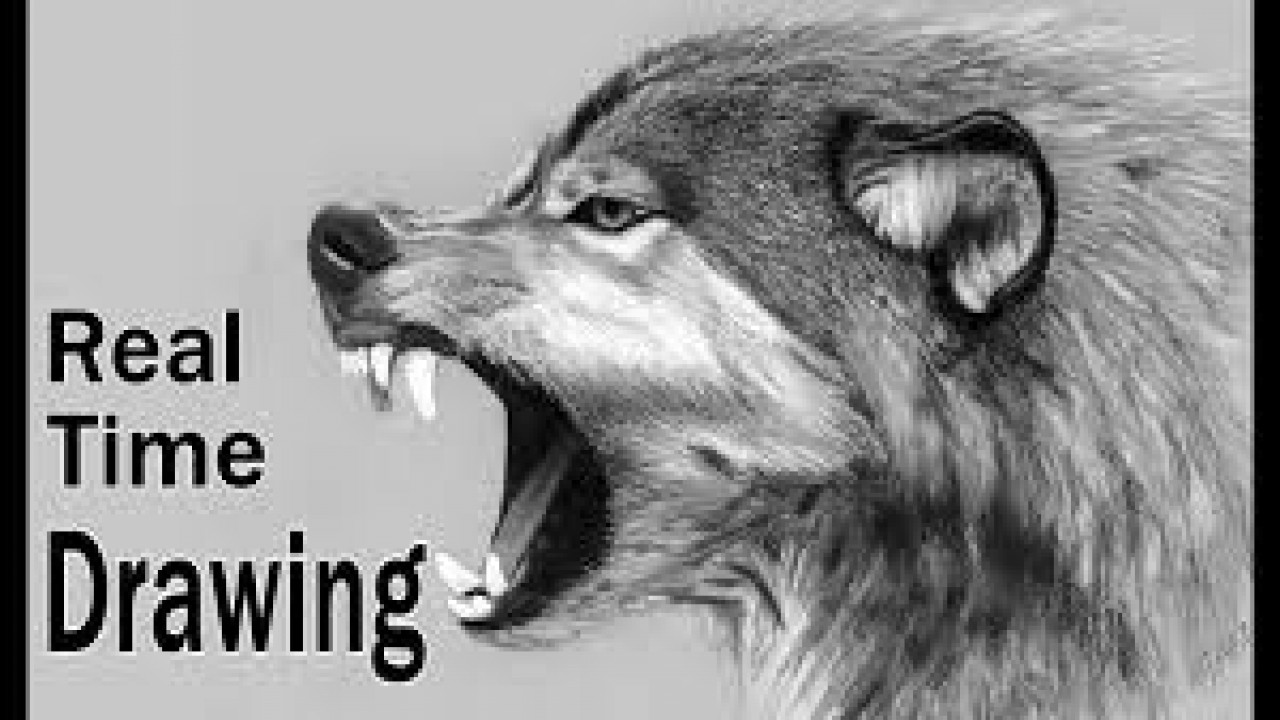 Drawing of a Roaring Wolf