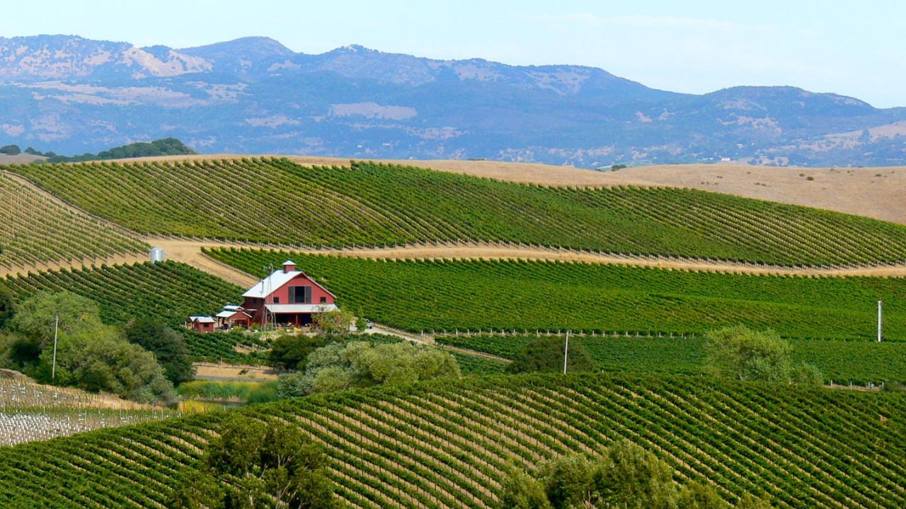 The Routes to Roots : Napa and Sonoma