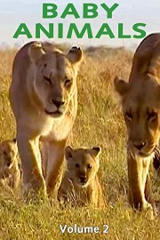 Baby Animals: Volume 2