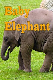 Baby Elephant