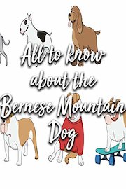 All to know about the Bernese Mountain Dog