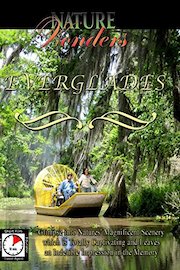 Nature Wonders - Everglades - Florida - U.S.A.