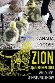 Canada goose on Zion Nature Explorer, Wildlife and Nature show