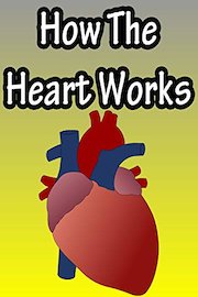 How The Heart Works