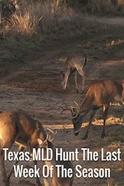 Texas MLD Hunt The Last Week Of The Season