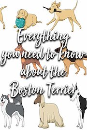 Everything you need to know about the Boston Terrier