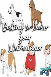 Getting to know your Weimaraner
