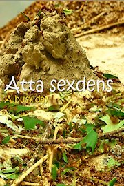 Atta sexdens. A busy day