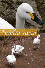 Tundra swan