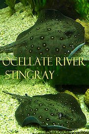 Ocellate river stingray