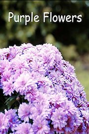 Purple Flowers