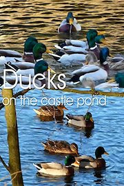 Ducks on the castle pond