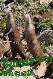 Eurasian otter