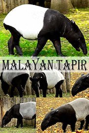 Malayan tapir