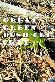 Great Green Bush-Cricket