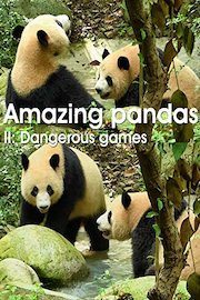 Amazing pandas. II. Dangerous games