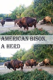 American Bison. A herd
