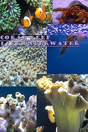 Coral Reef: Life underwater