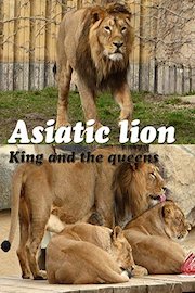 Asiatic lion. King and the queens