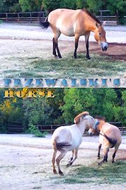 Przewalski's horse