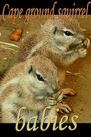 Cape ground squirrel. Babies