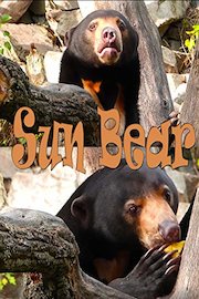 Sun bear