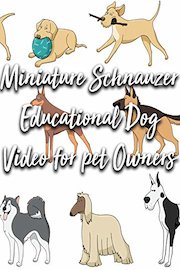 Miniature Schnauzer Education Dog Video for pet Owners