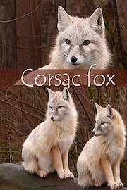 Corsac fox