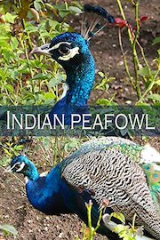 Indian peafowl