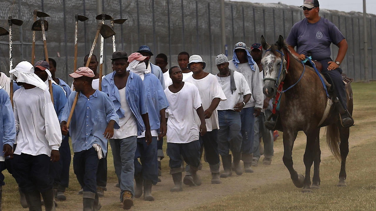 The Farm: Angola, USA