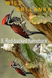 Wild Sri Lanka. II. Red-backed flameback