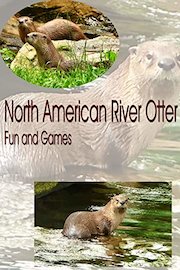 North American River Otter. Fun and Games