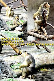 Southern pig-tailed macaque in the morning