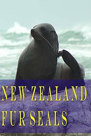 New Zealand Fur Seals