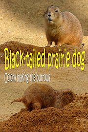 Black-tailed prairie dog. Colony making the burrows