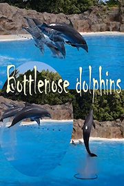 Bottlenose dolphins