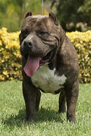 AN INDIGENOUS LOVE OF THE AMERICAN BULLY DOG
