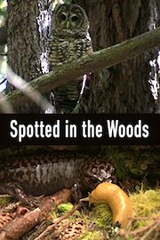 Spotted in the Woods