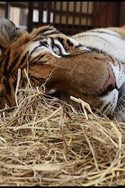 The Rescue of Hoover The Peruvian Circus Tiger
